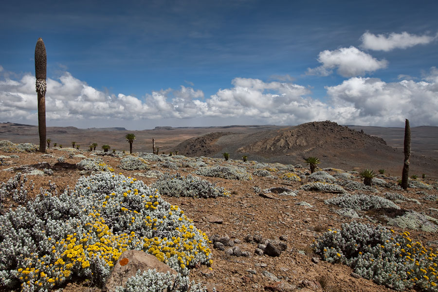 210   Senati plateau   Ethiopia